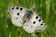 Parnassius apollo Parnassius apollo